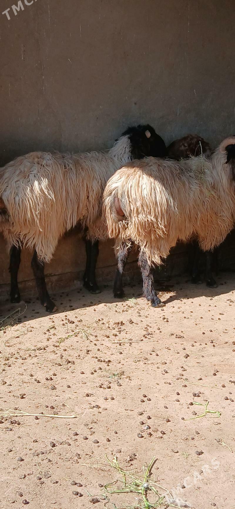 öweç - Babadaýhan - img 1