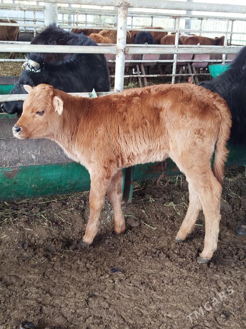 tuwe - Ашхабад - img 1