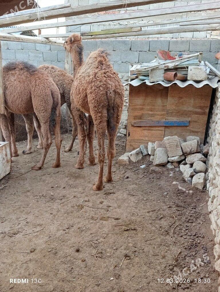 torum - Берекет - img 1