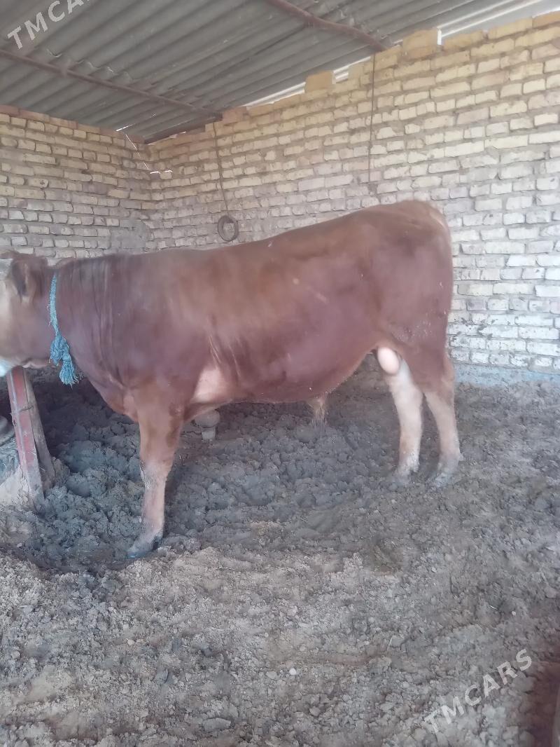 okuz - Babadaýhan - img 1