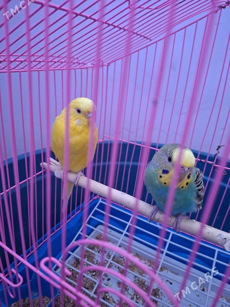 guş - Gökje - img 1