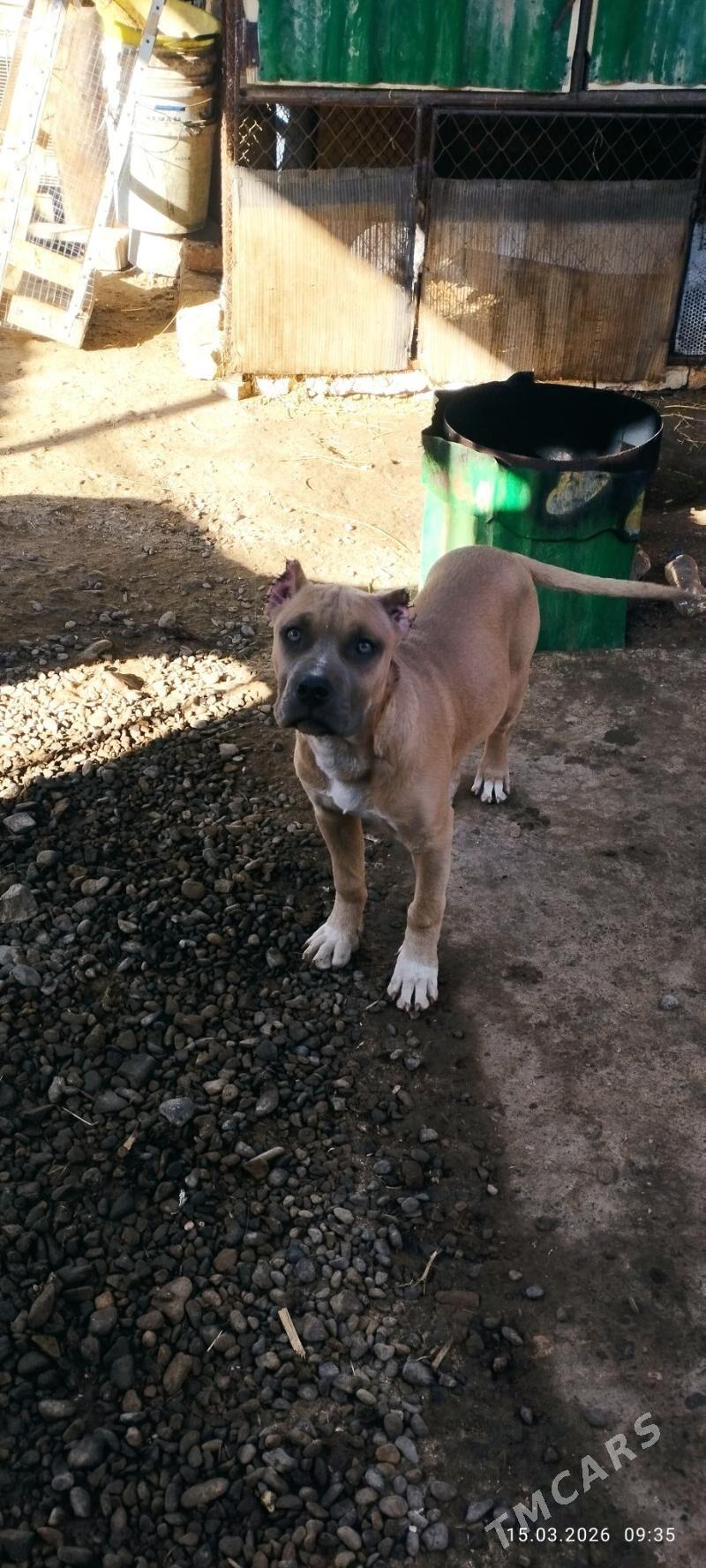 ПИТБУЛЬ - Tejen - img 1