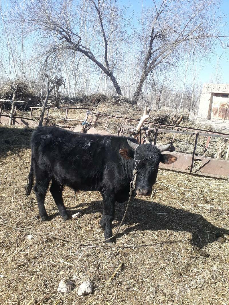 Ökuzzz - Gurbansoltan Eje - img 1