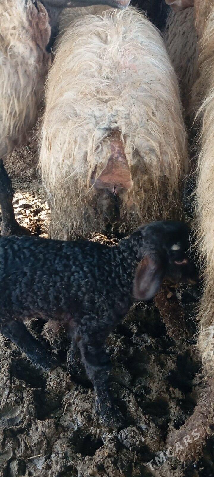 guzuly goyun - Aşgabat - img 1