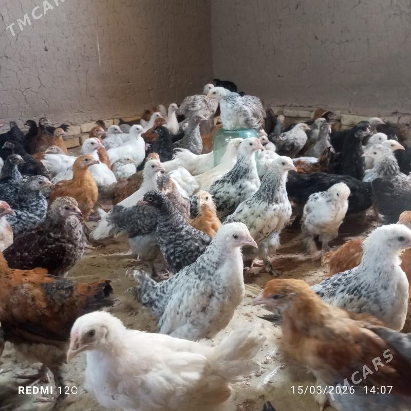 towuk jüyje - Türkmengala - img 1