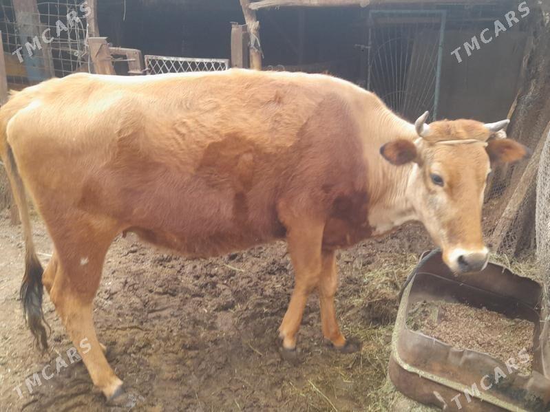 Sygyr - Türkmenabat - img 1