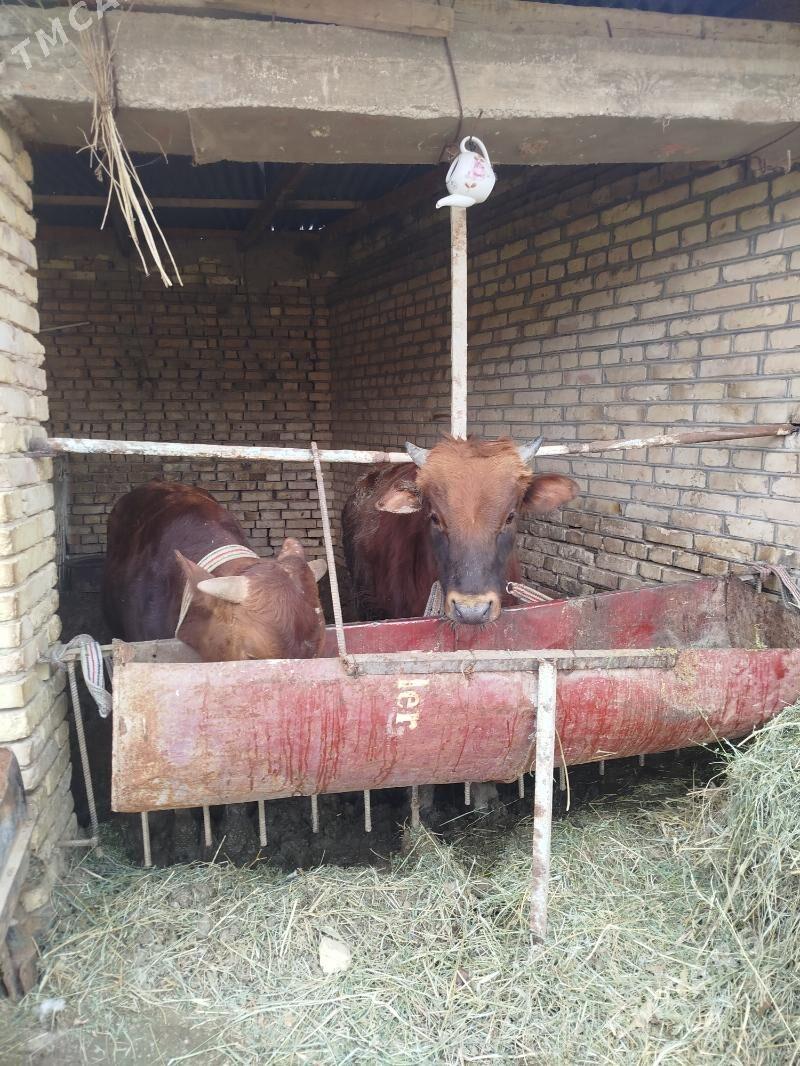 okuz - Baýramaly - img 1