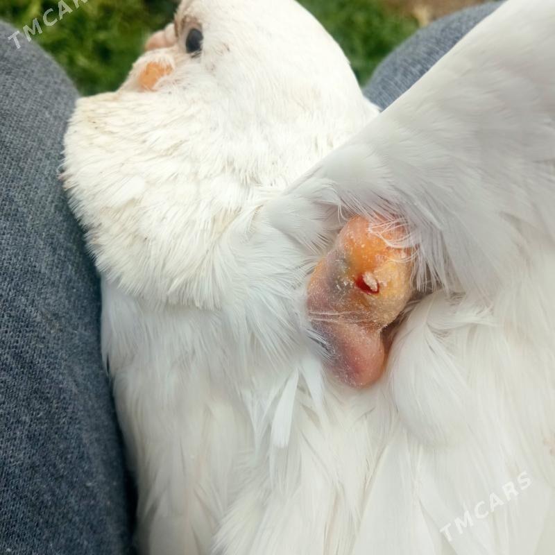 kepderi - Gökdepe - img 1