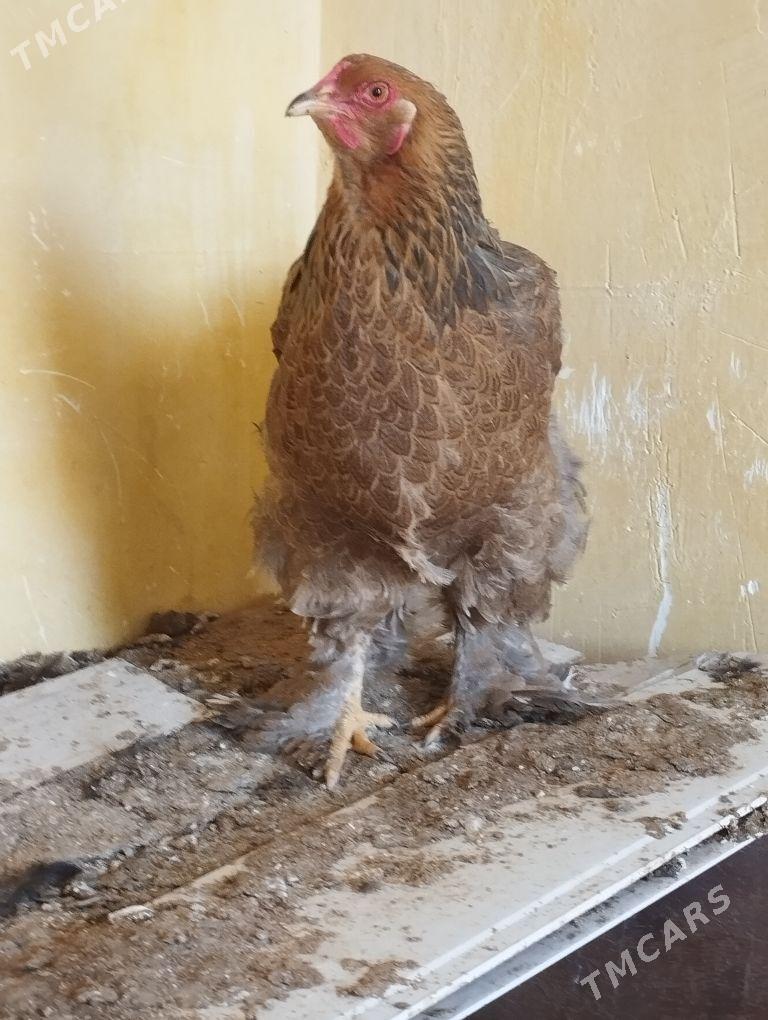 TOWUK BALGAR BILEN TAŞKENTDAN - Ашхабад - img 1