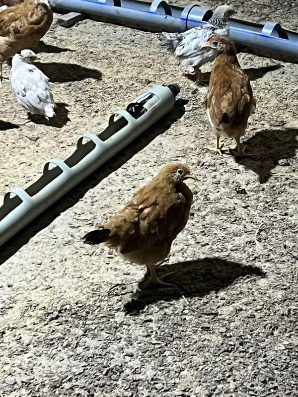 Juyje 20 man - Бахарден - img 1