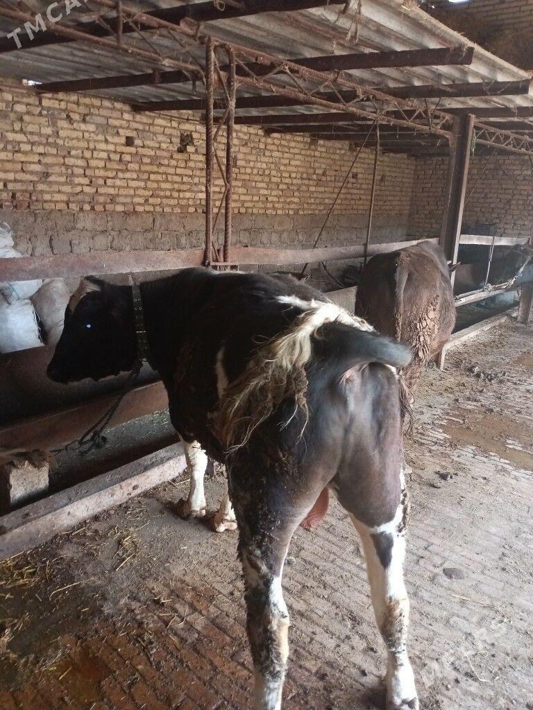 öküz - Чарджоу - img 1