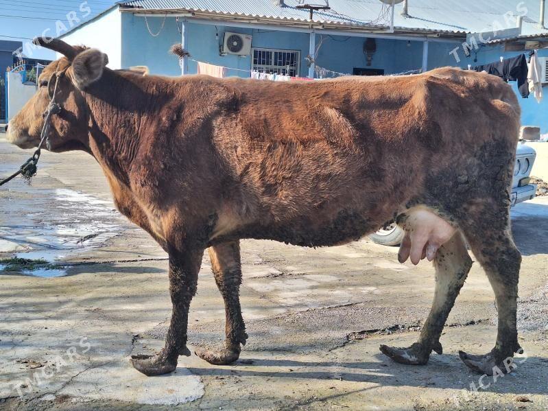 Sygyr - Änew - img 1