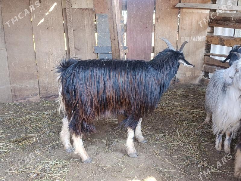 goyun geci - Багир - img 1