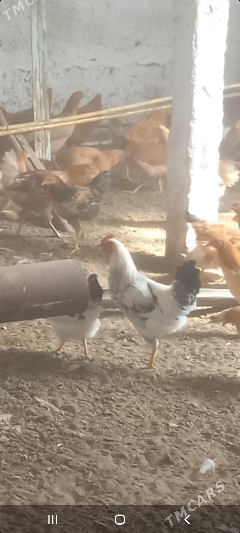 Horaz satlyk - Gökdepe - img 1