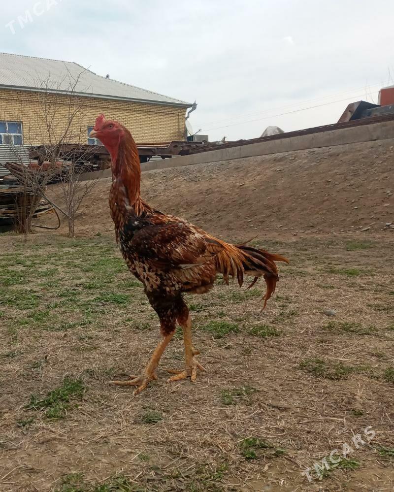 Baýsow - Мары - img 1