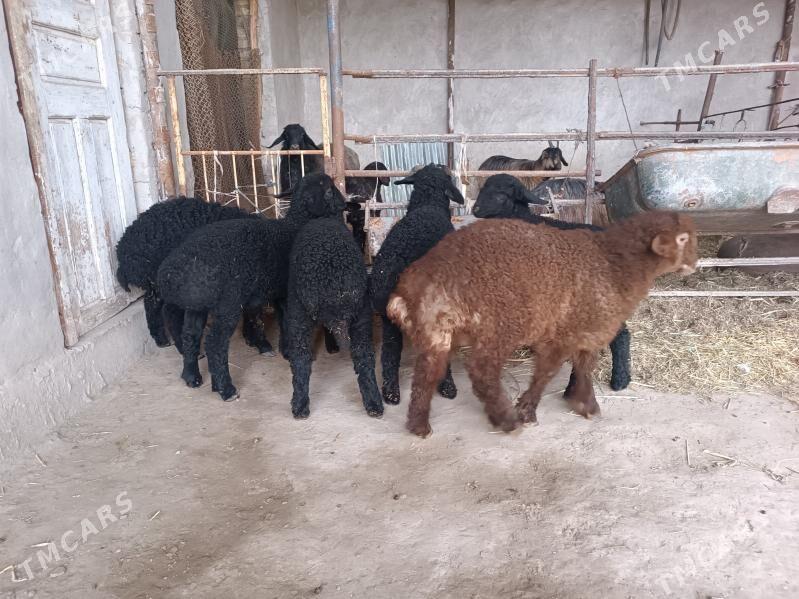 Kuzular - Фарап - img 1