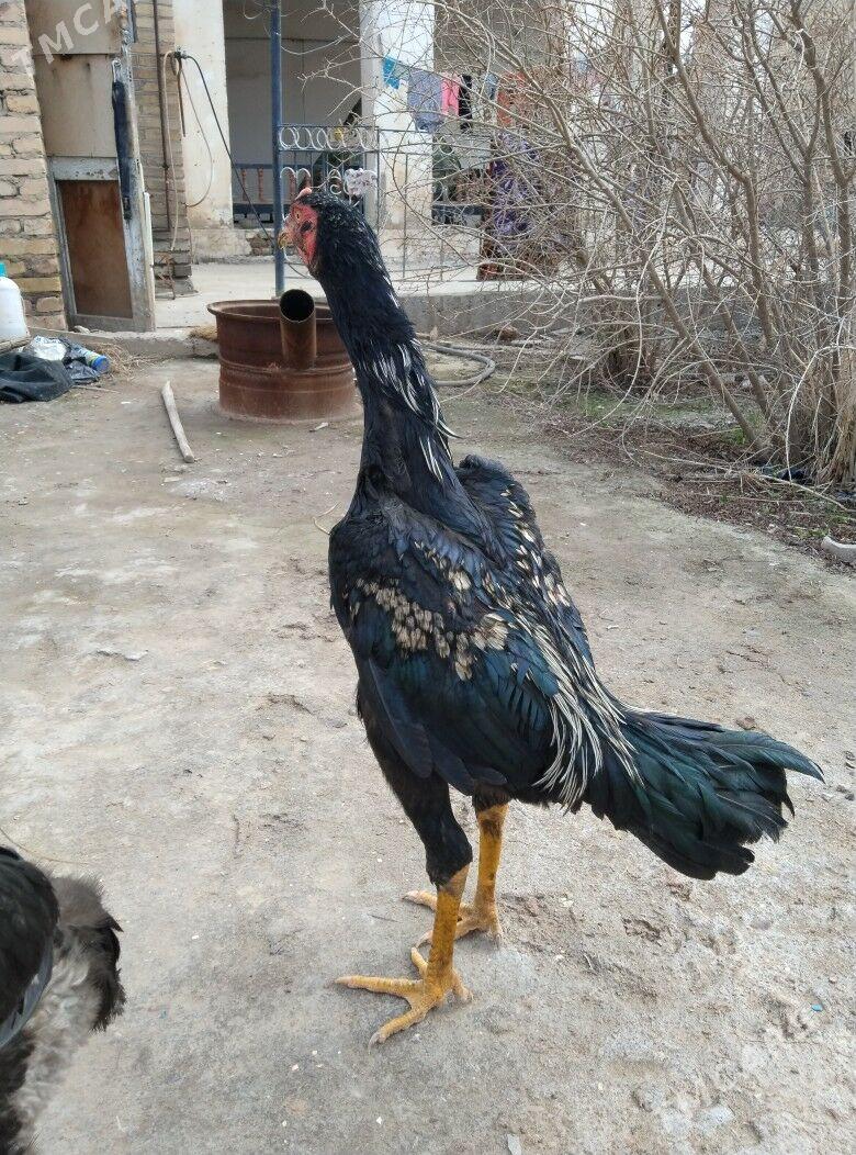 Özbek vs somo - Сакар - img 1