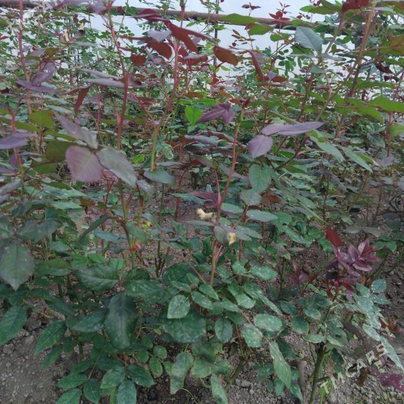 чёрный розы - Türkmenabat - img 1