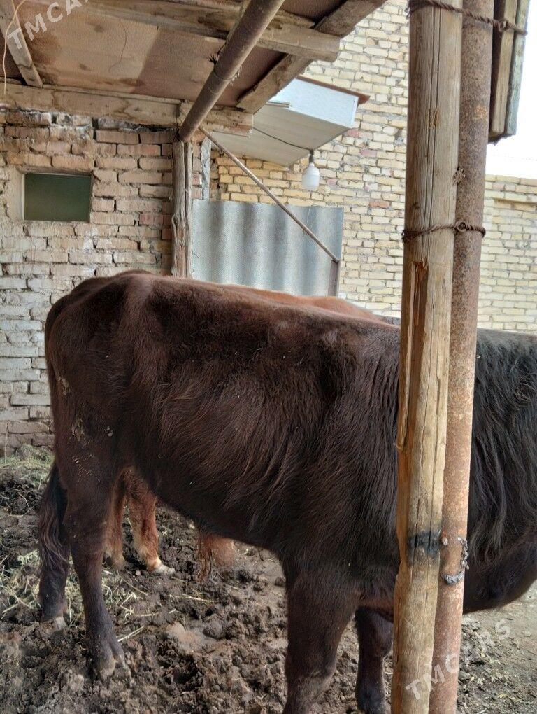 öküzler unajyn - Чарджоу - img 1