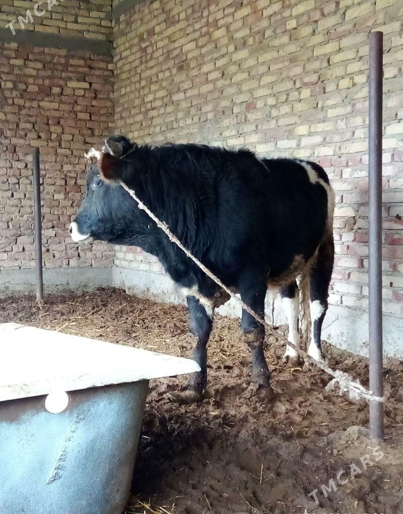 Öküzler Gibrit Tohum 2 Sany - Гёкдепе - img 1