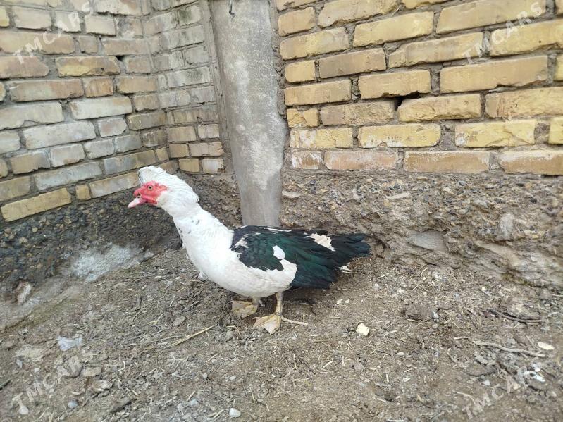 Ördek musgus - Чарджоу - img 1