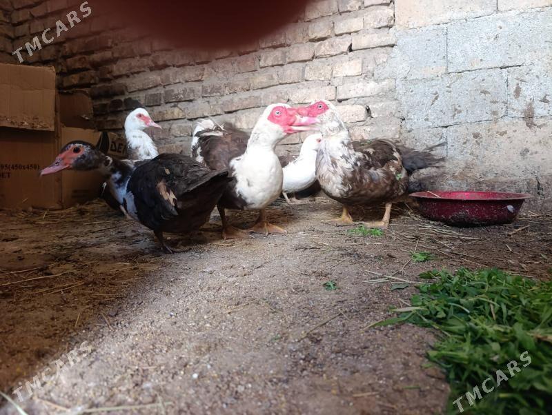 Indawutga - Köşi - img 1