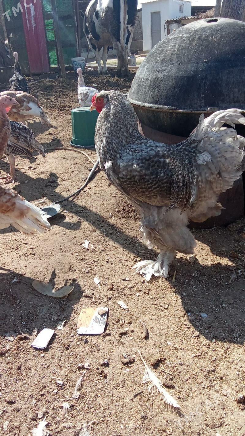 Brama daminant - Херрикгала - img 1