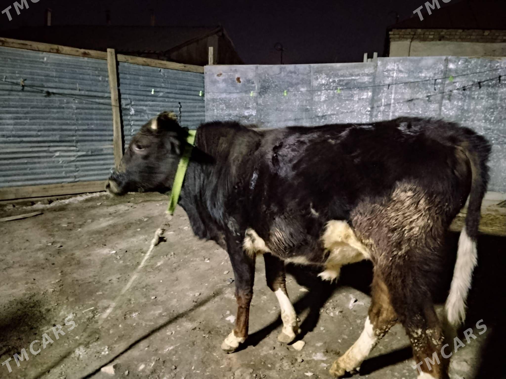 окуз - Türkmenabat - img 1