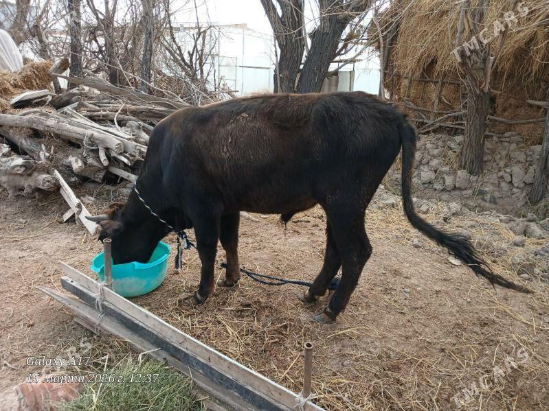 окиз - Türkmenabat - img 1