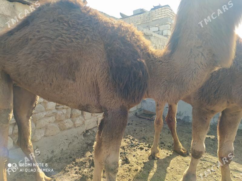 дуйе - Gyzylarbat - img 1