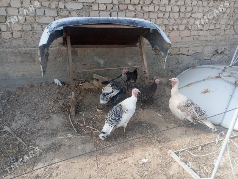 индуклар - Туркменабат - img 1