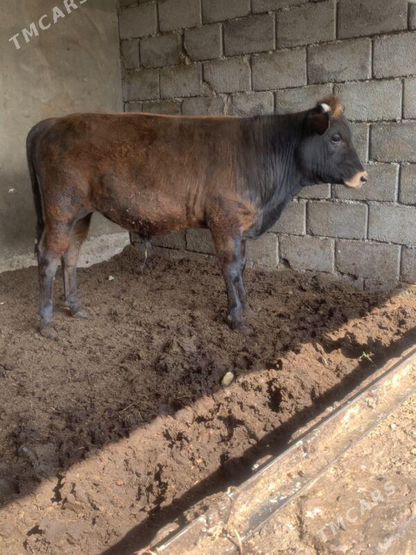 okuz - Büzmeýin - img 1