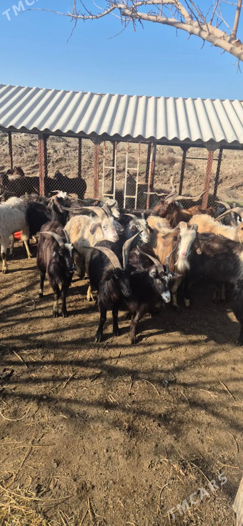 Teke - Bäherden - img 1