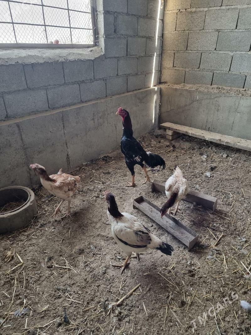 Taşgent - Бахарден - img 1