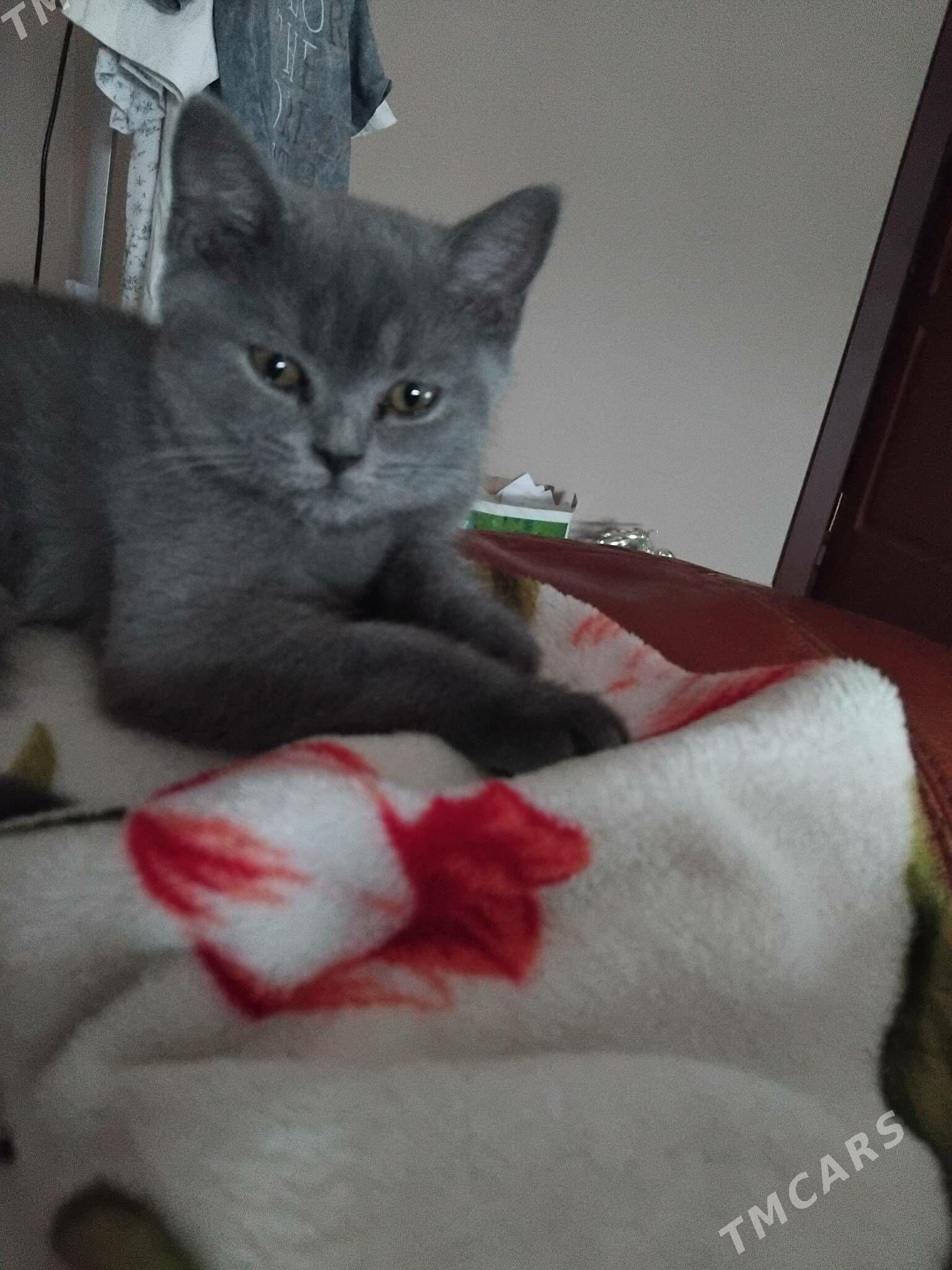 Шотландская девочка - Aşgabat - img 1