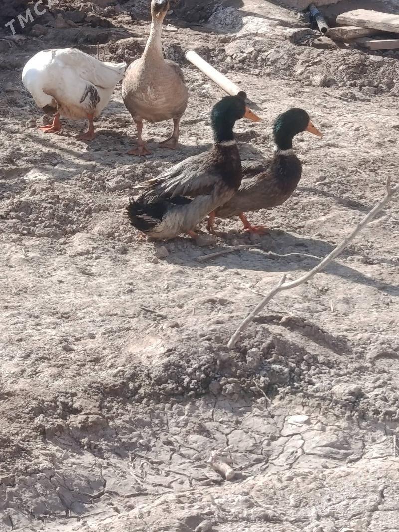 ordek yaşylbaş - Шабатский этрап - img 1