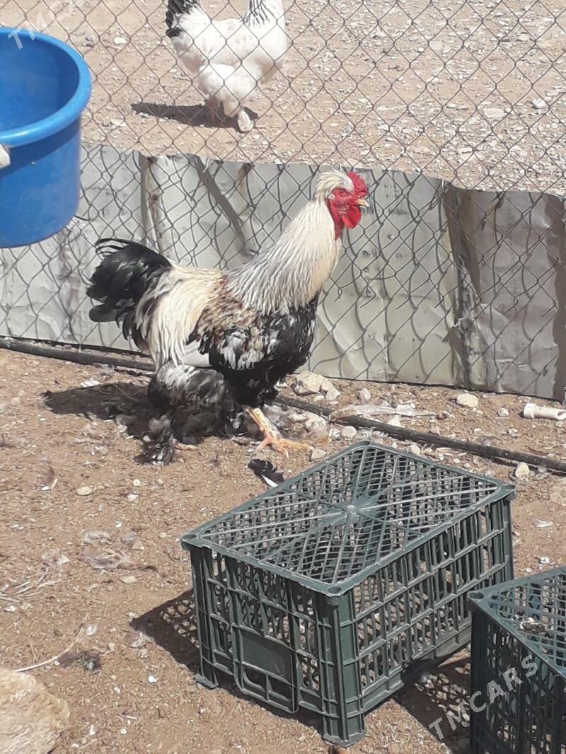 horaz - Балканабат - img 1