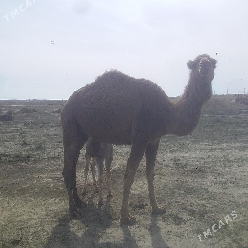 Duye - Esenguly - img 1