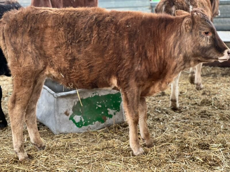 tüwe - Gurtly - img 1