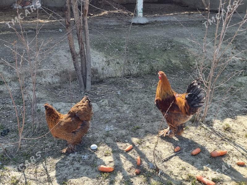 Brama - Бахарден - img 1