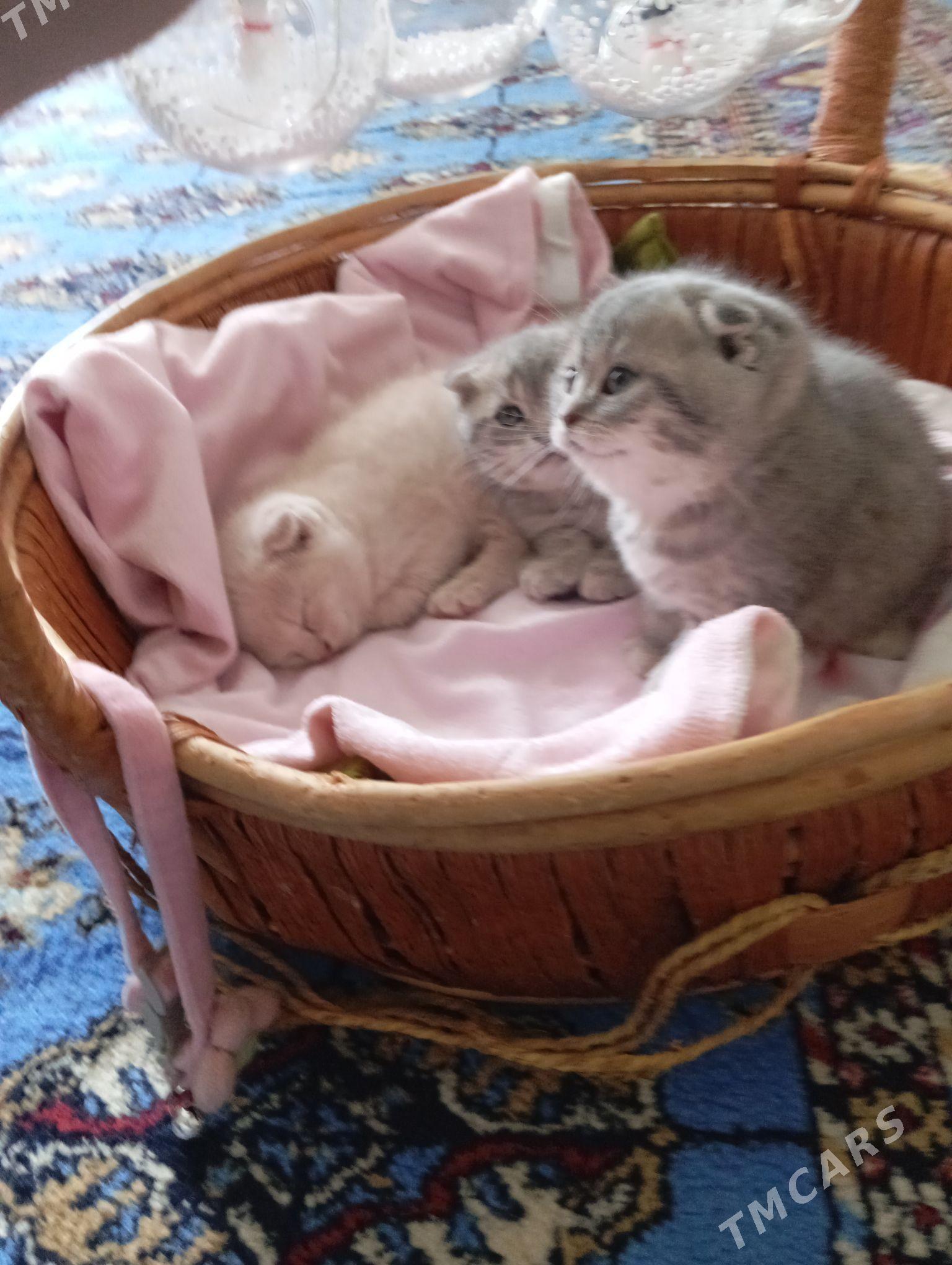 pisik - Parahat 6 - img 1