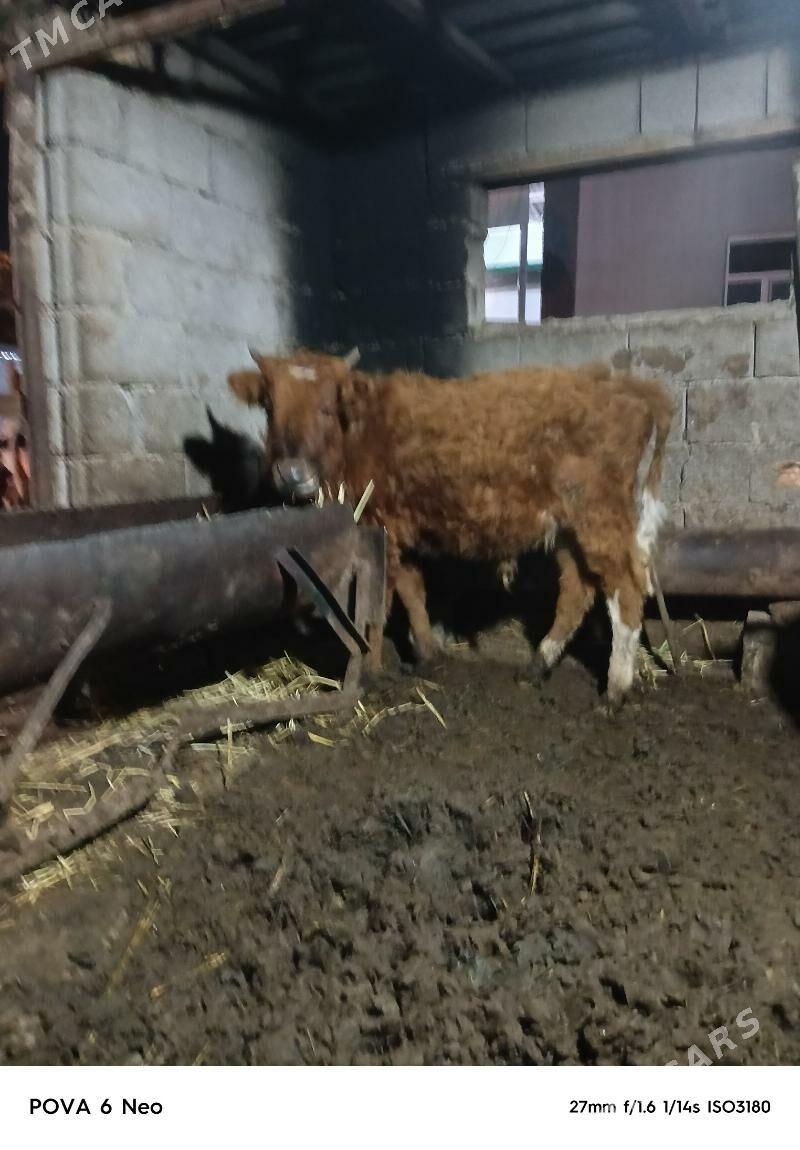 okiz - Herrikgala - img 1