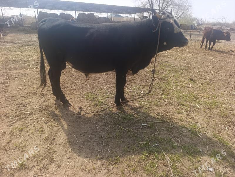 Okuzz - Dänew - img 1