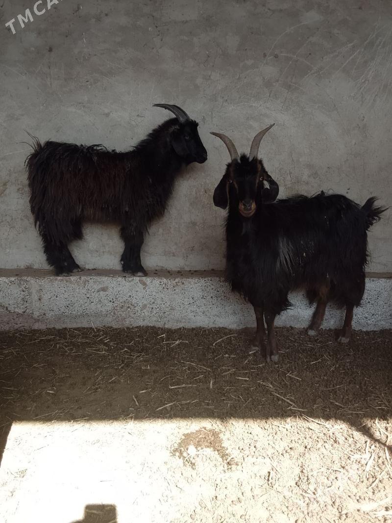 owlakly geçi - Бабадайхан - img 1