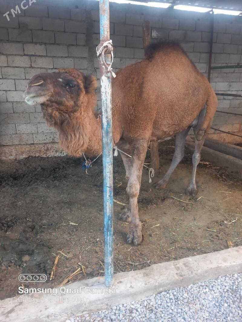 Köşekli düýe - Büzmeýin - img 1