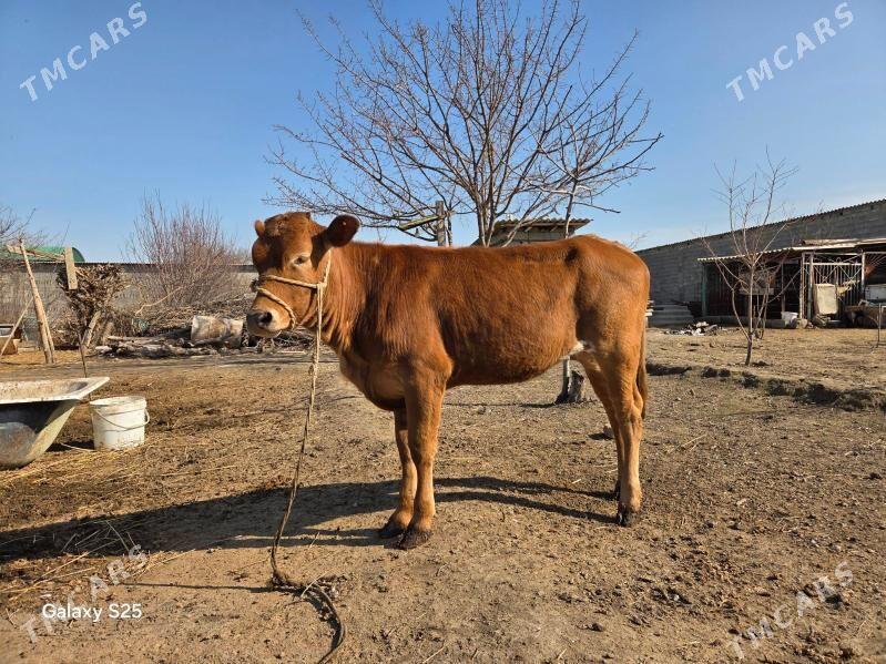 sygyr tuwe 3 sany - Aşgabat - img 1