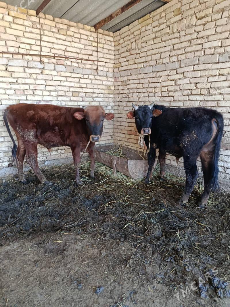 Okuzler bakylan 3-sany - Каракумский этрап - img 1