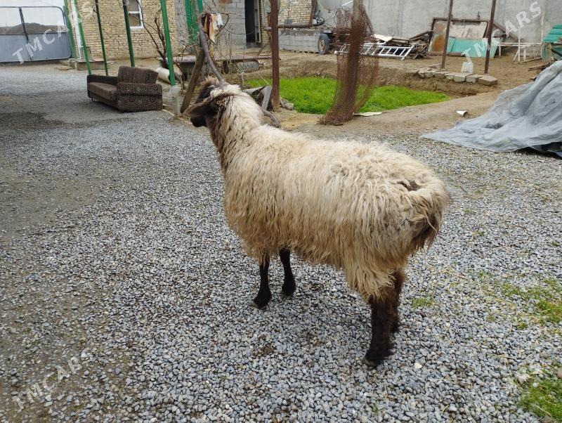 Öweç - Анев - img 1