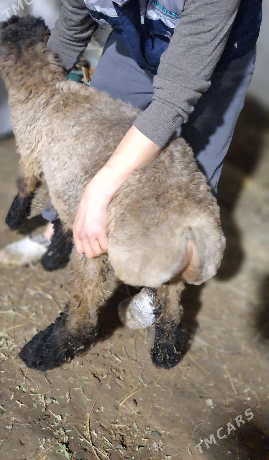 tokly issek goyun geci - Ашхабад - img 1