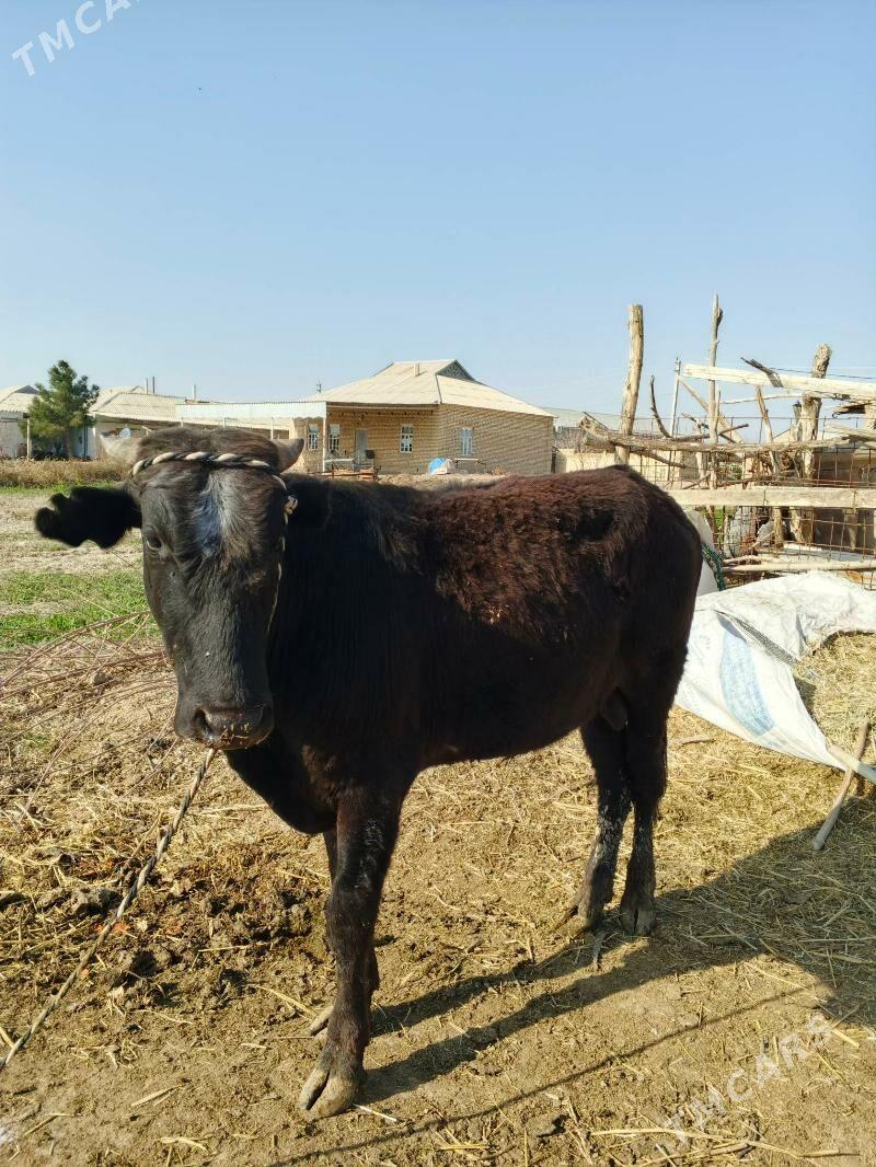 okuz - Векильбазар - img 1